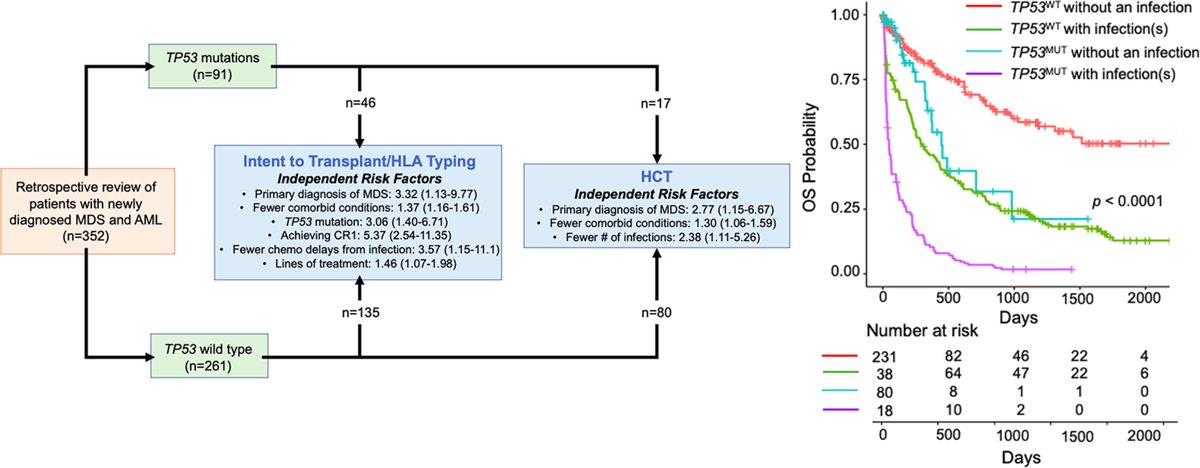 The authors of this article found infections are more common in patients with TP53 mutations in myelodysplastic syndrome/#AML. They also found infections are associated with worse overall survival in these patients. Read more: ow.ly/r4B950OO7vb @ELShematology #Leusm