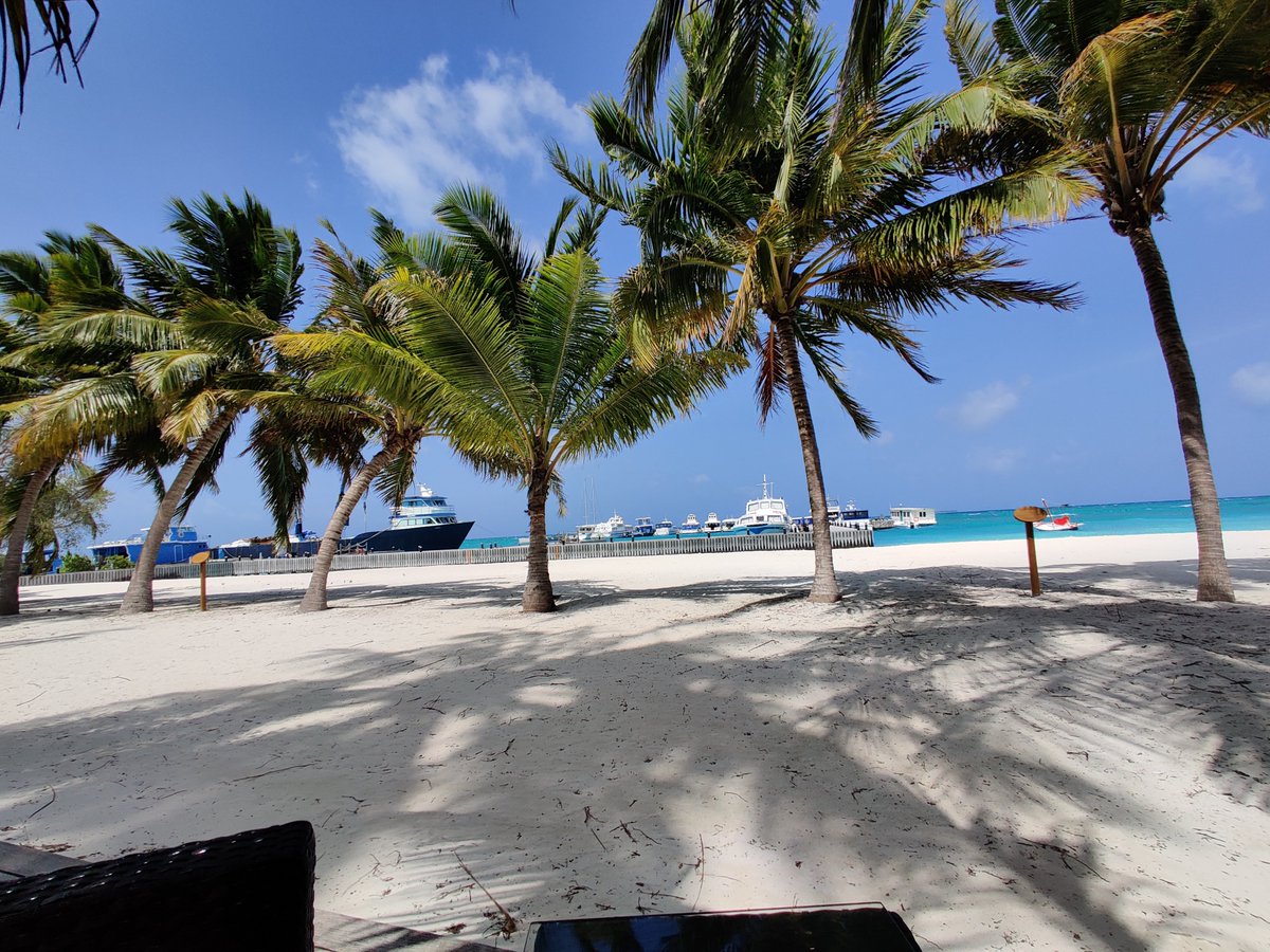hungryexplorer_'s tweet photo. Beach therapy under the shade of majestic #coconut trees 🌴🌞 There's nothing quite like the soothing sounds of #waves and rustling #leaves. 

#beach #nature #island #tree #islandlover #palmtrees #oceanview #beachgram #coconuttrees🌴#palmtree #beachsunset #naturelovers #maldives https://t.co/eQmg27YukT