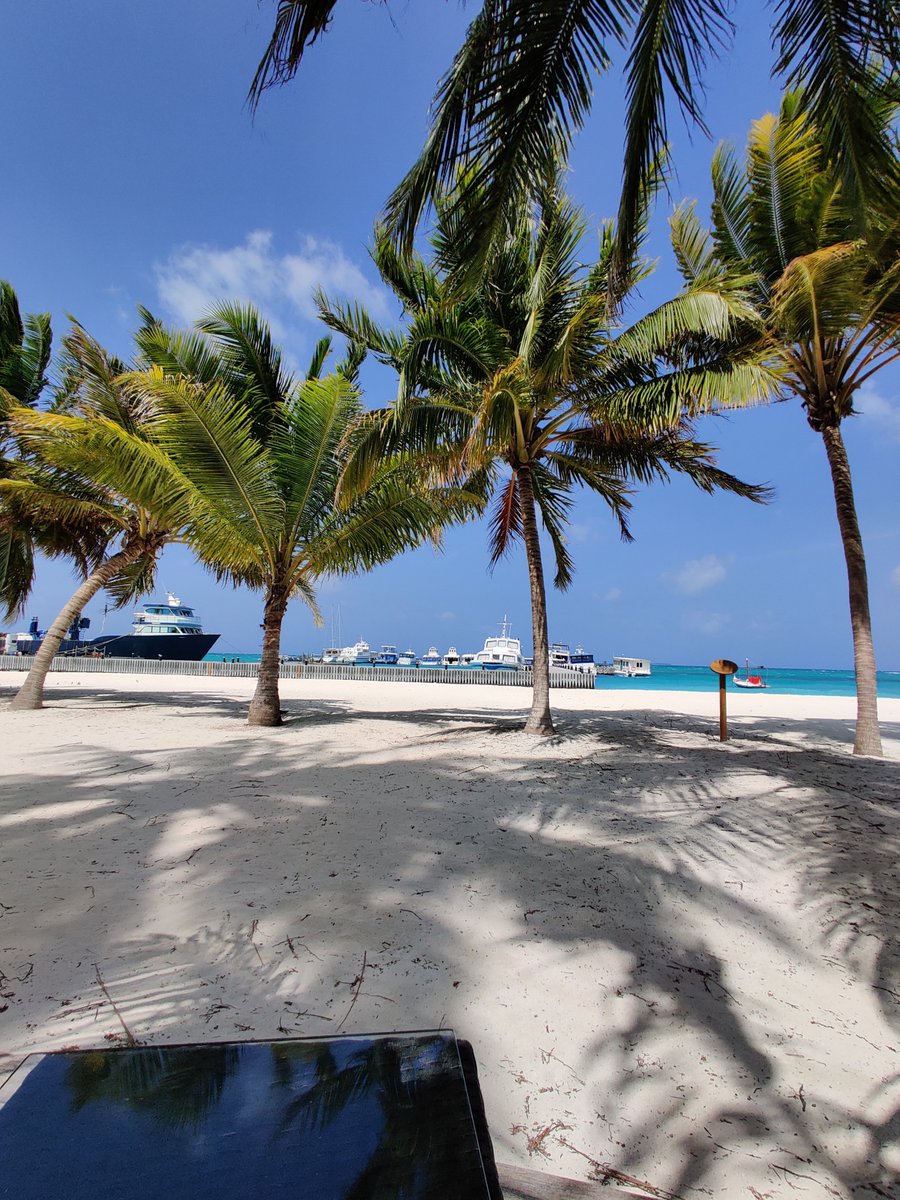 hungryexplorer_'s tweet photo. Beach therapy under the shade of majestic #coconut trees 🌴🌞 There's nothing quite like the soothing sounds of #waves and rustling #leaves. 

#beach #nature #island #tree #islandlover #palmtrees #oceanview #beachgram #coconuttrees🌴#palmtree #beachsunset #naturelovers #maldives https://t.co/eQmg27YukT