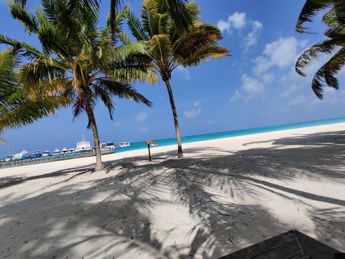 hungryexplorer_'s tweet photo. Beach therapy under the shade of majestic #coconut trees 🌴🌞 There's nothing quite like the soothing sounds of #waves and rustling #leaves. 

#beach #nature #island #tree #islandlover #palmtrees #oceanview #beachgram #coconuttrees🌴#palmtree #beachsunset #naturelovers #maldives https://t.co/eQmg27YukT