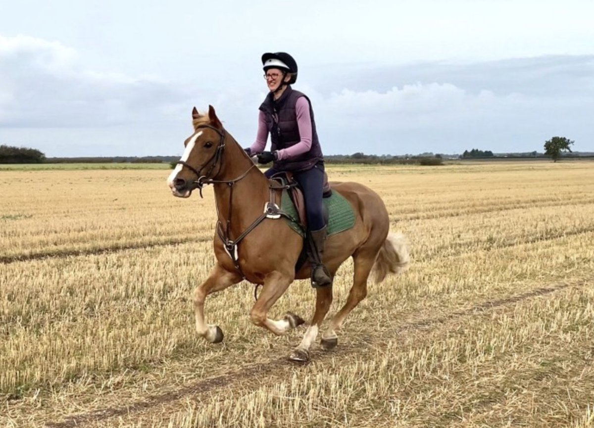 Horse & Hound on Twitter "This brilliant 14.2hh chestnut Welsh Section