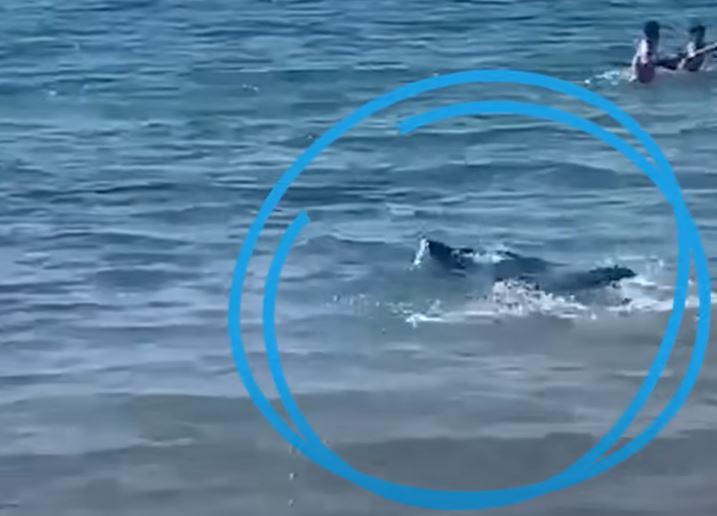 F3cotedazur's tweet image. Un requin sème la panique à Alicante en Espagne ? Un spécialiste vous explique ▶️france3-regions.francetvinfo.fr/provence-alpes…
#requins #Mediterranée #mer