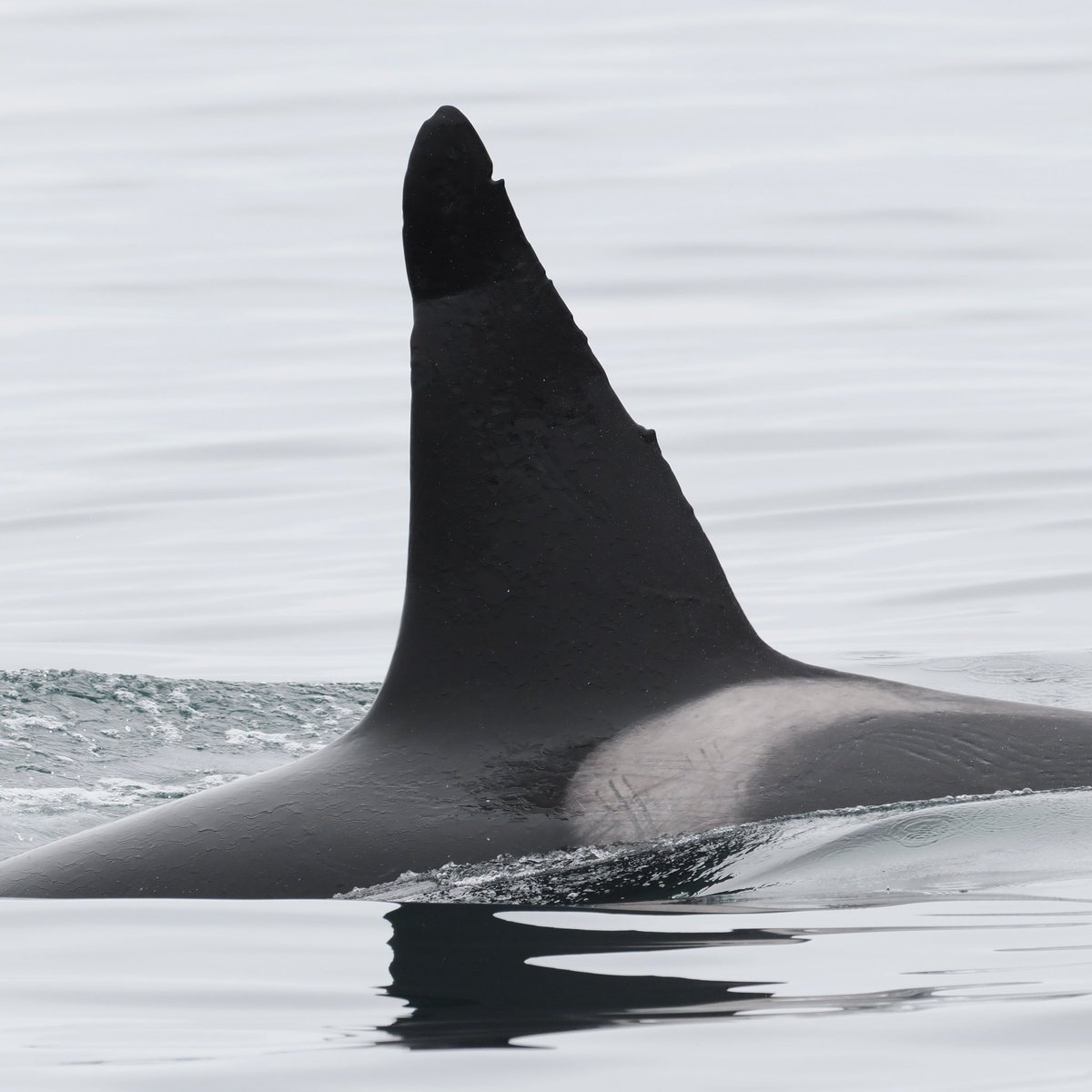 DanBrownNature's tweet photo. The final day on #Shetland has exceeded all expectation with a phenomenal encounter with this lone bull #Orca off the Out Skerries whilst out with the brilliant @ShetlandTours. Simply magic. Now to the pros to figure out which one he is #ECOPredS https://t.co/tbZldZVDpH