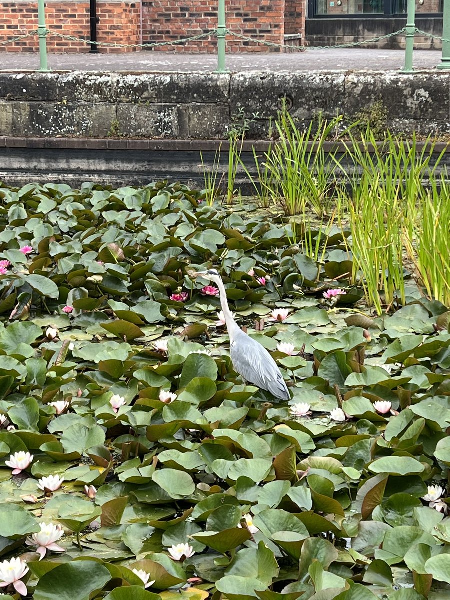 The heron and the water lilies #dentistswithherons