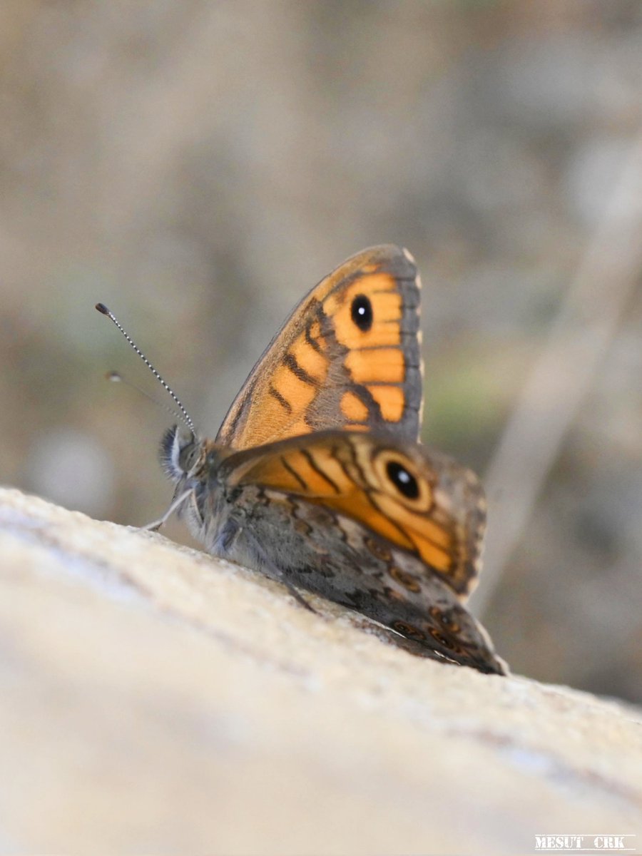 Wall brown - Lasiommata megera - Küçük esmerboncuk 

#NaturePhotography #naturelover #bugs #insects  #wildlifephotography #flowerphotography #GardenWildlifeWeek #Gardening #GardenersWorld #nikonphotography #nikonz6ii #macrophotography #SIGMA #bees #wasp #butterflies #hangitür