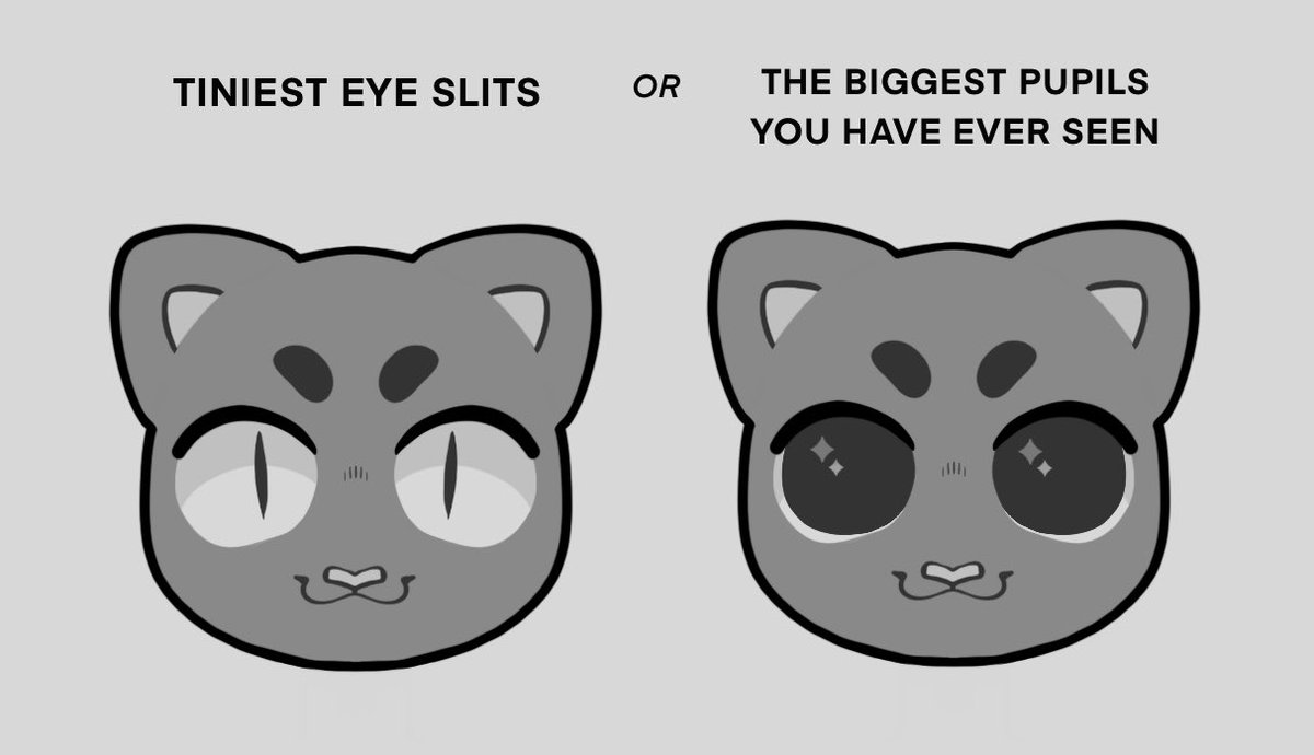Wait this question is also so important !!🐱