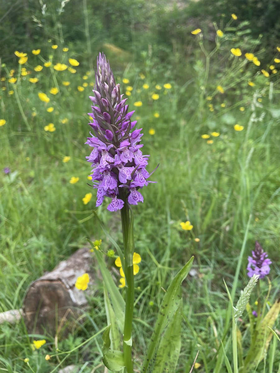 @ukorchids had a lovely walk in #Pontypool Saw a bee orchid for the first time