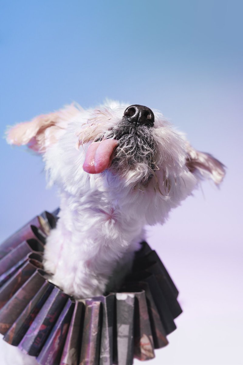 Puptrait's tweet image. Ratman the Coton de Tulear in Paper Hats