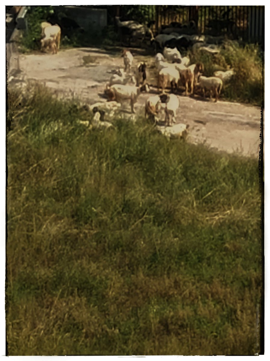 #sheeps 
#2 

#puglia #italy #sunday #18giugno #photography