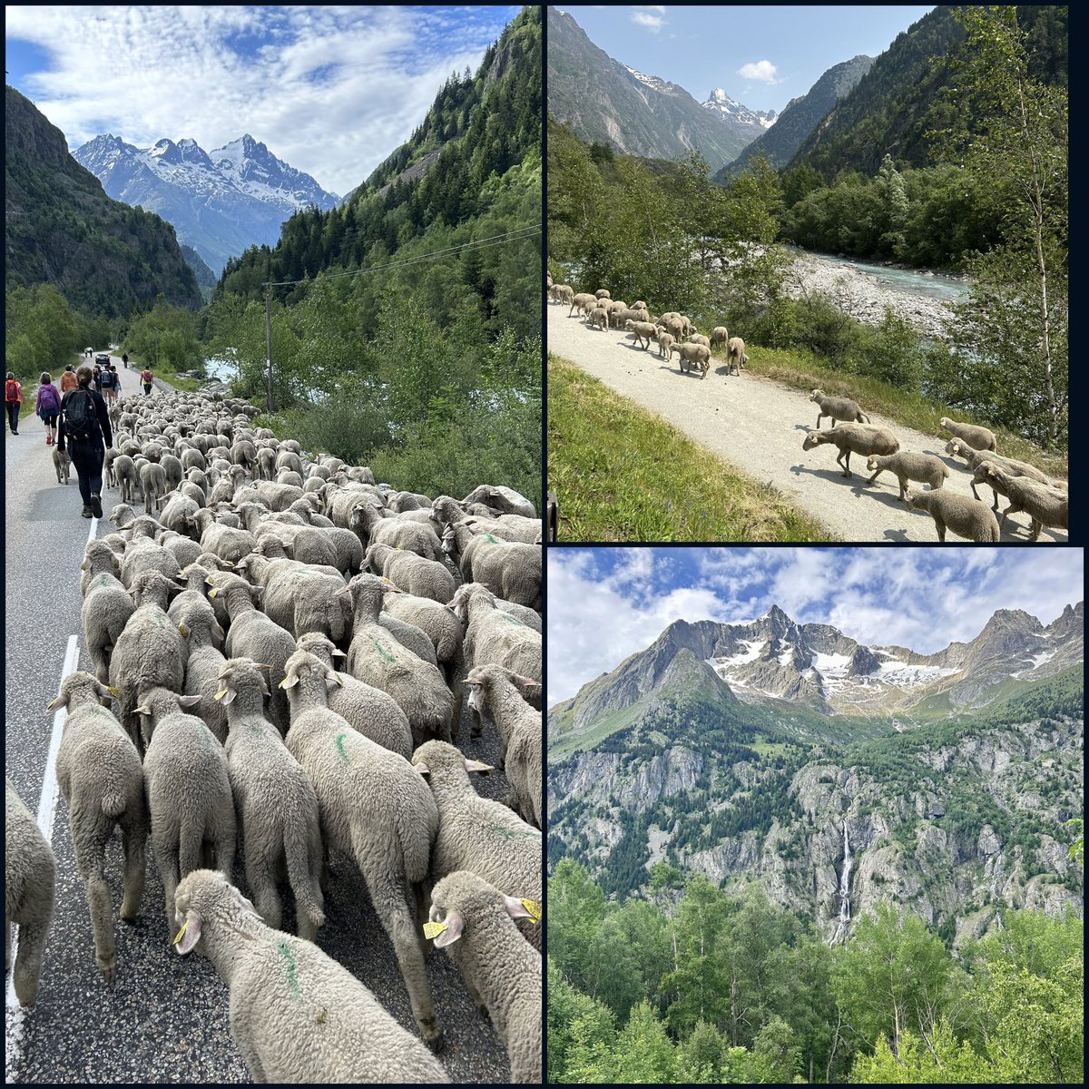 Spent the weekend sheep herding in the French Alps. Wasn’t on my bucket list, but should have been.