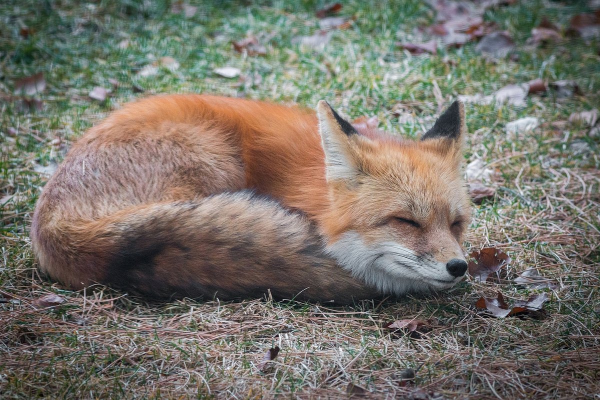 hourlyfoxes's tweet photo. HourlyFoxes presents: https://t.co/5hSCrah3VF