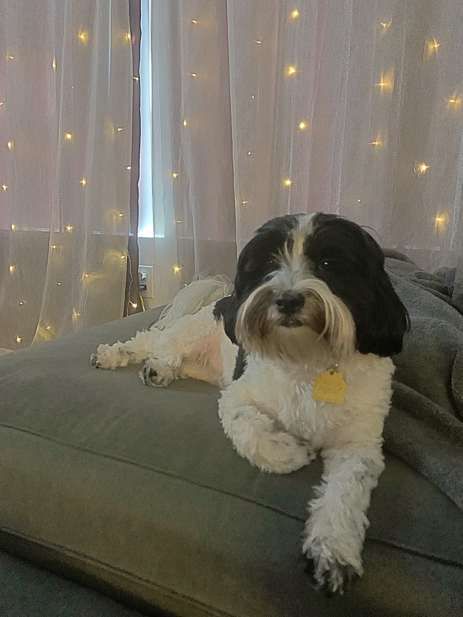 Pro tip: if you ever are a suspect just change locations and strike this pose. They will be none the wiser. #lawless #bandit #dogsoftwitter