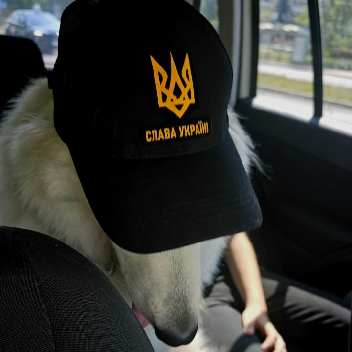 In case you wondered what side my dog is on 😎 🐕 🇺🇦