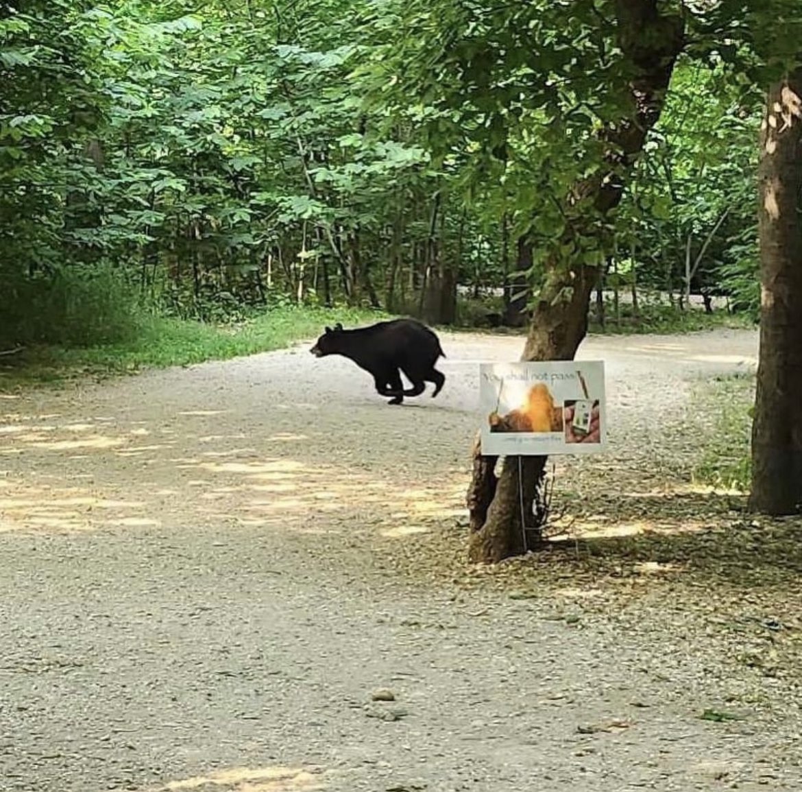 Volunteers, barcodes and bears! Oh my!! Take care out on the course, you never know what you will come across! 🐻
@rooseveltislandparkrun 
#loveparkrun