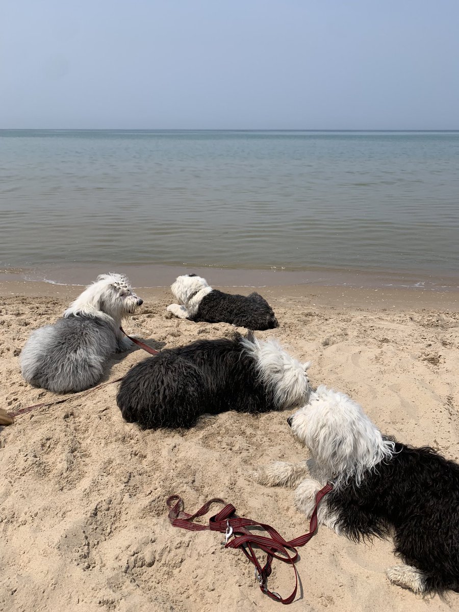 Last day at the beach 🏖️ 

#Vacation #LakeLife #Unsalted #FathersDay2023 #DogsofTwitter #OldEnglishSheepdog #PureMichigan