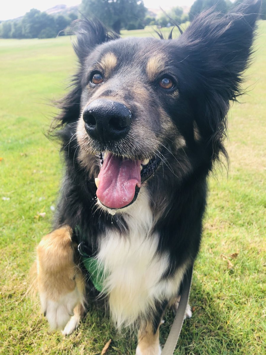Please retweet to help Kylo find a home #EDINBURGH #SCOTLAND  
Stunning German Shepherd x Collie aged 9.  He's looking for an experienced, adult home, away from the city. He needs to be the only pet 🎾

DETAILS or APPLY👇
edch.org.uk/pet/kylo/ 
#dogs #Collies #GermanShepherd