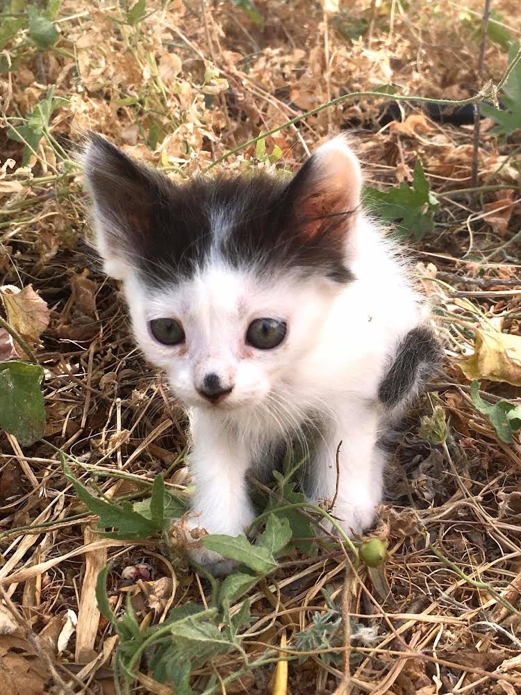 Cats of Iraklia tweet media