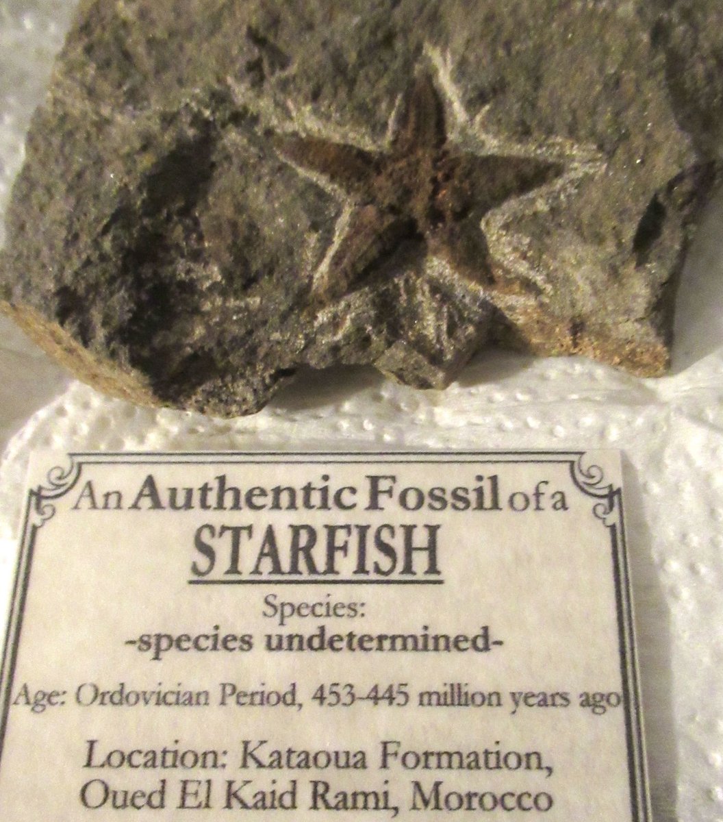 echinoblog's tweet image. I&apos;ve picked up a lot of rare and weird things at comic book conventions..but never an Ordovician starfish fossil! #AwesomeCon2023