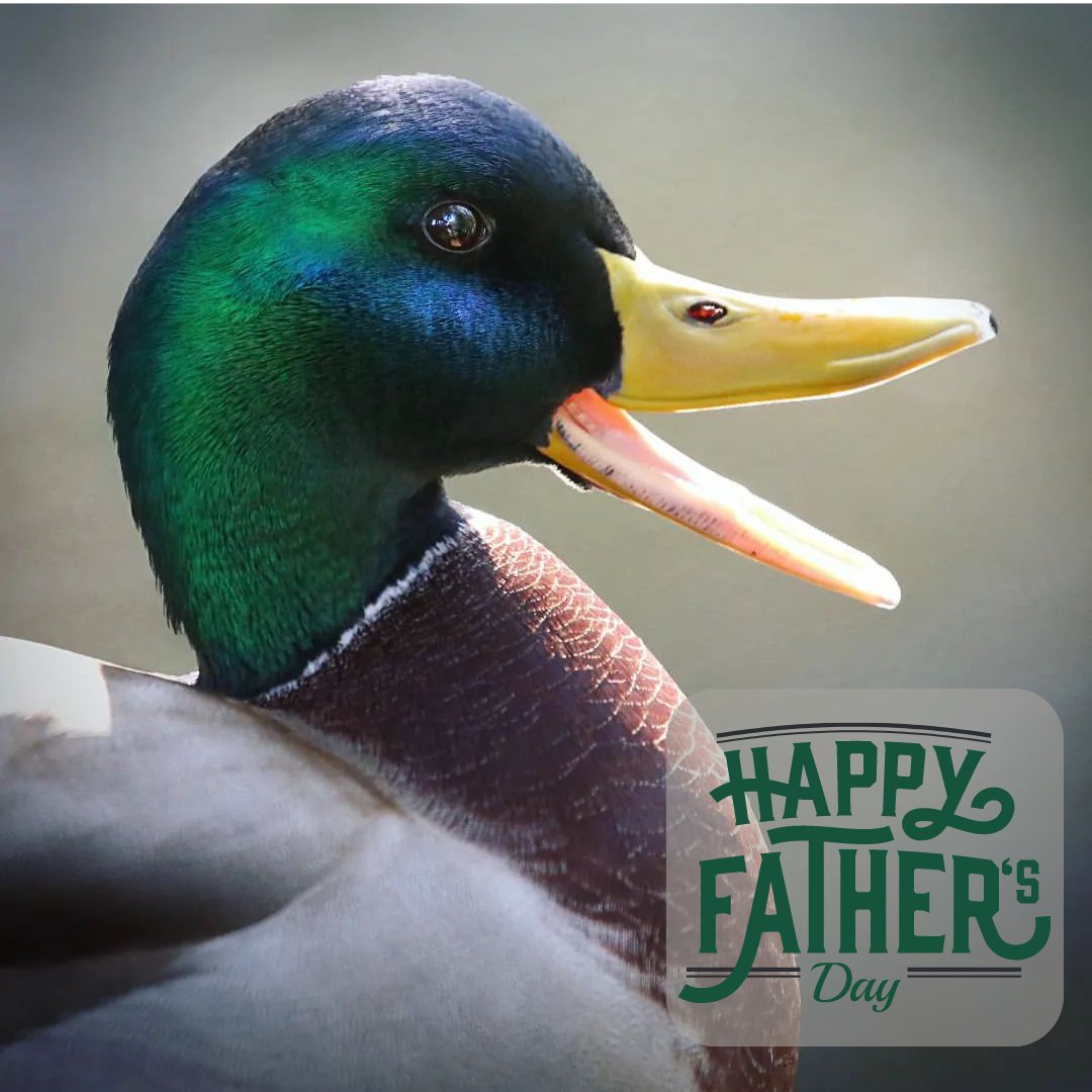 MRCAParks's tweet image. Happy Father&apos;s Day!

Have you noticed male birds are typically more colorful than their counterparts? They rely on their vibrant colorings to outshine their competition in order to find a mate! 

Which colorful species is your favorite to see in the parks?

📷 by @kerikilgo