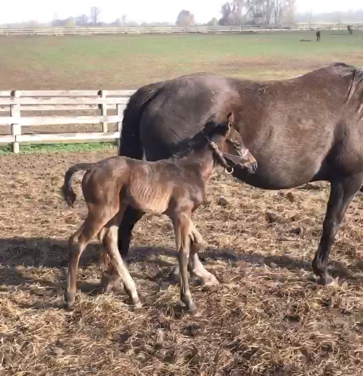 Joelpoliti's tweet photo. Bosserati gets the win in the Stormy Blues Stakes! First homebred stakes winner! What a great job by @BTRracingstable @WoodfordTB @louismerryman @AnchorHopeFarm @SheldonRussell1 #HolyBoss @LaurelPark https://t.co/uR3LGPGjOk