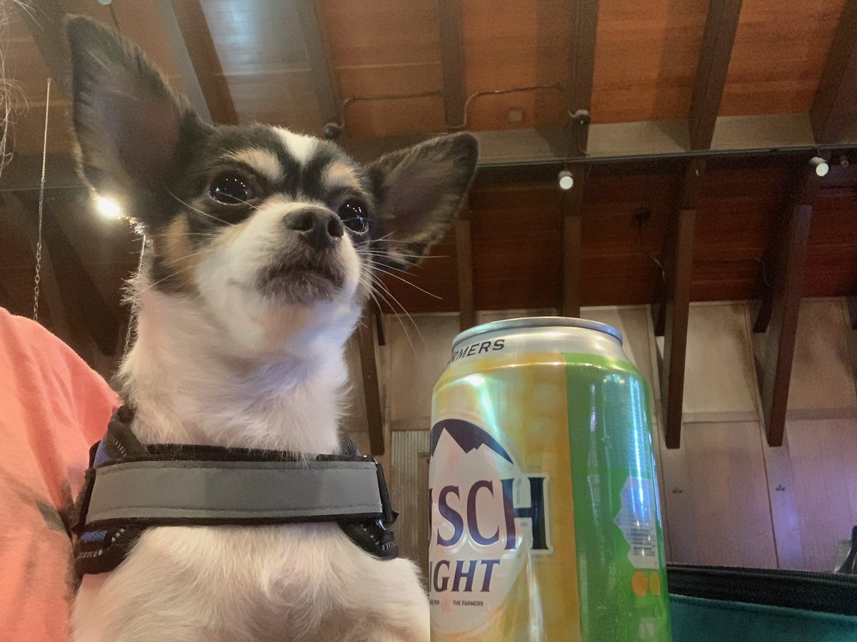 Max my service dog is up throwing darts and drinking pop at the bar. Don't worry he doesn't like cheap Bush beer LOL