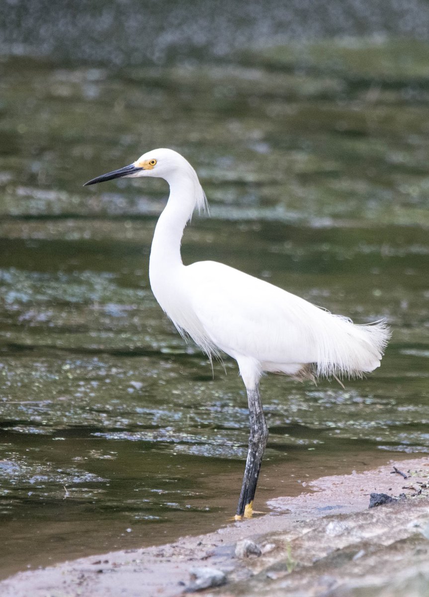 Snowy Egret