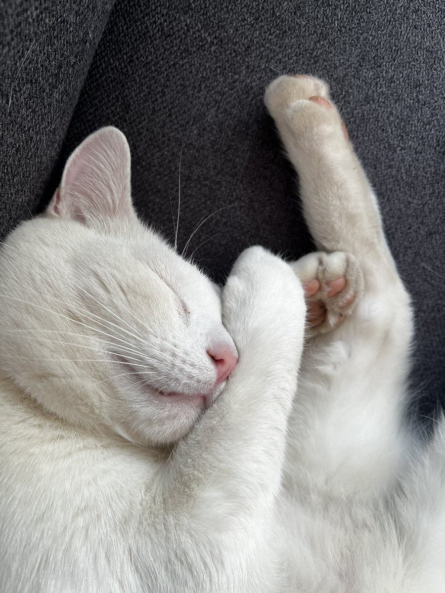 Deze hier is op stap geweest en is nu diep in slaap om zijn avonturen te verwerken 😆