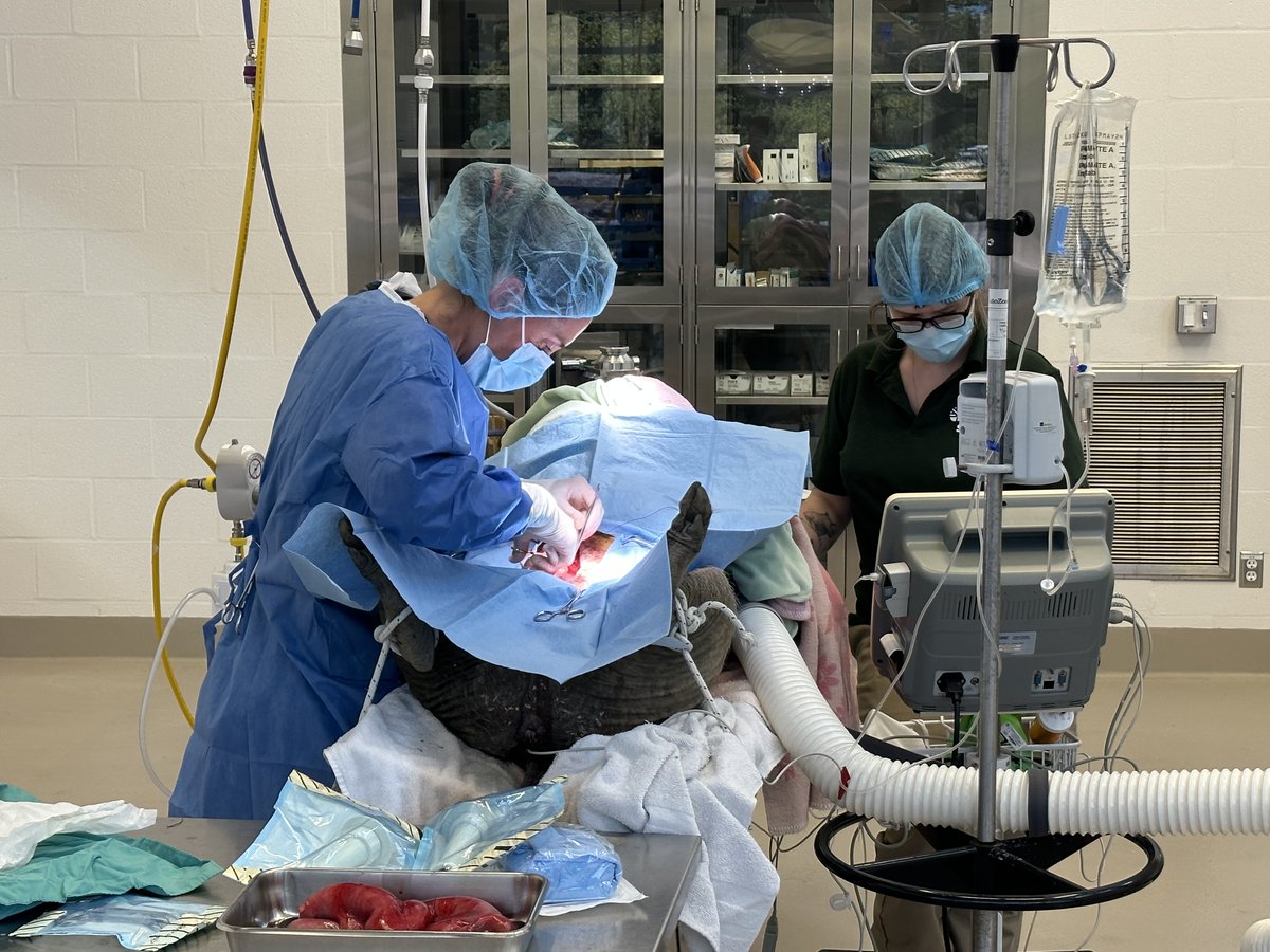 The Toronto Zoo tweet media