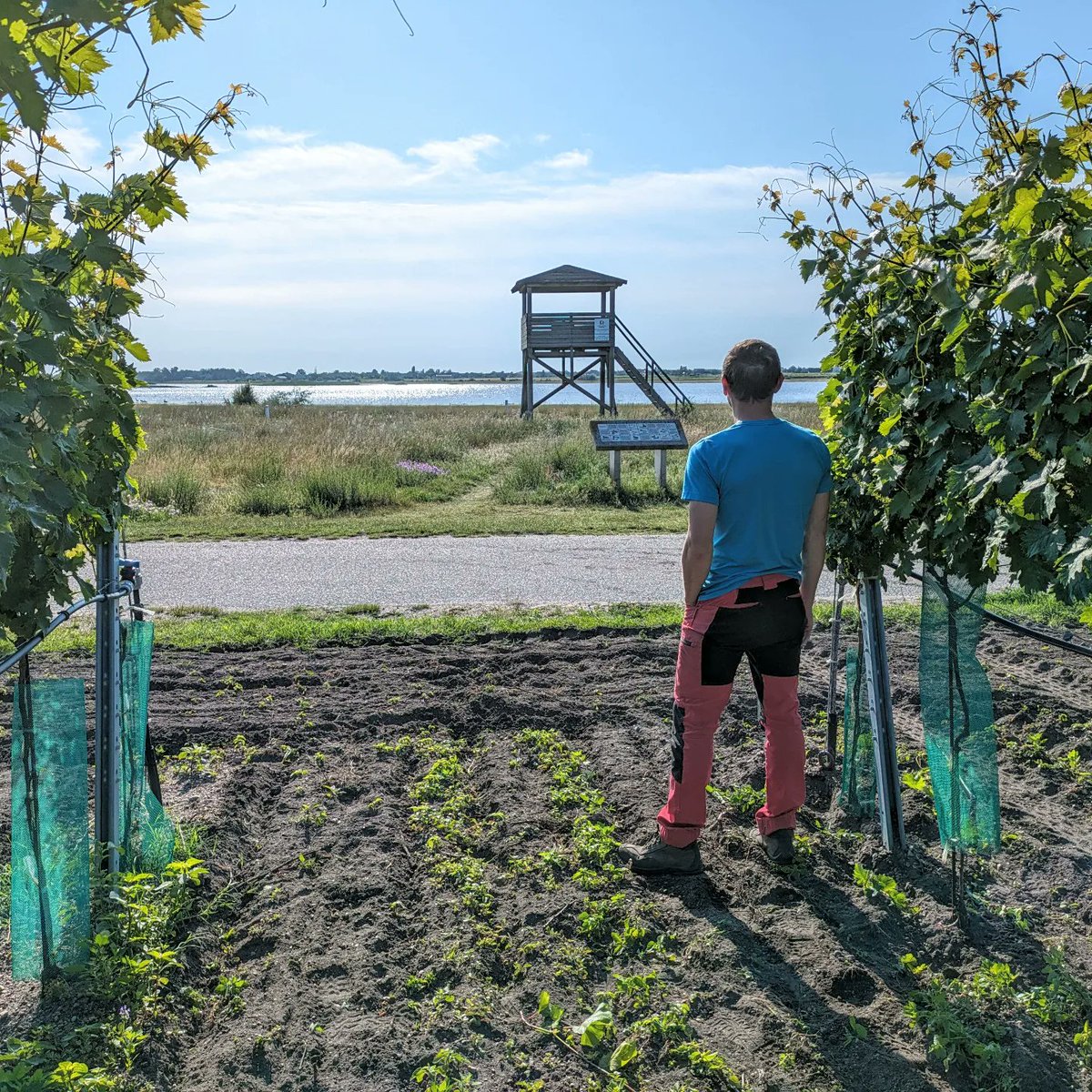 WeinHaider's tweet photo. Aktuell haben wir die arbeitsreichste Zeit in den Weingärten. Zwischendurch wird trotzdem mal der Ausblick genossen. 🤩

#nationalpark #illmitz #ausblick #weingarten #vineyard #nature #burgenland #illmitz #weinhaider #neusiedlerseedac #weinbau #austrianwine #wein #weingut https://t.co/Hthk93z0Xd