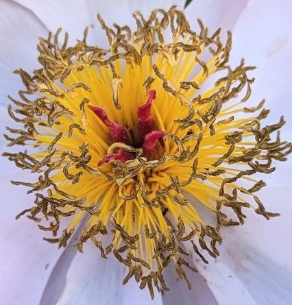 PΞТΞЯ tweet media