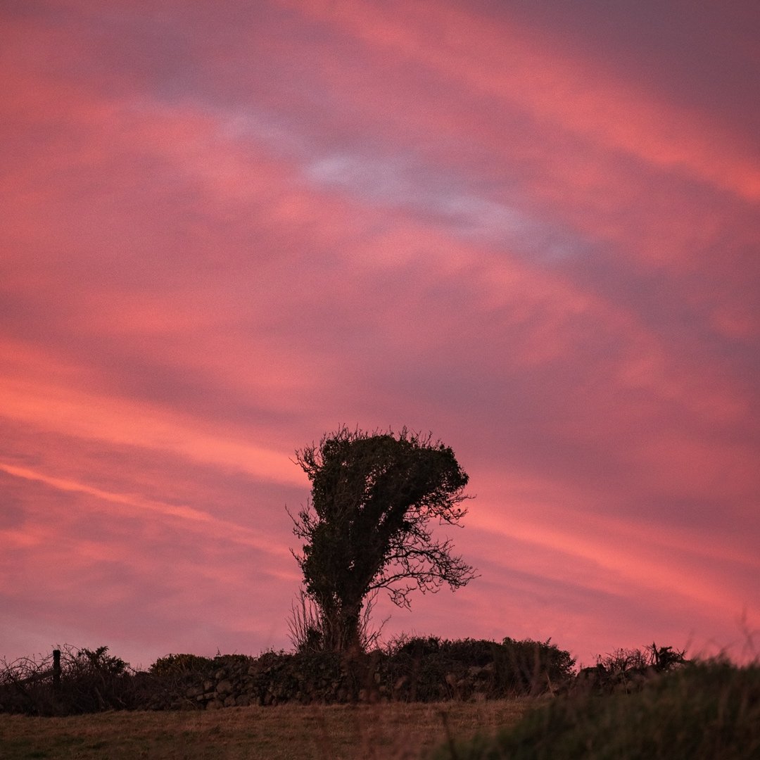 naomi_savage's tweet photo. #landscapephotography
#sunsetphotography #colourphotography #outdoortones #naturephoto #canonuk #canon70200f4l #canon6dmarkii #treecaptures #naturecaptures #countrylifestyle #countrylivin #irelandphotography #irishexplorer #northernirelandlandscape #northernireland #outdoorphoto https://t.co/DF6XZVu6nJ