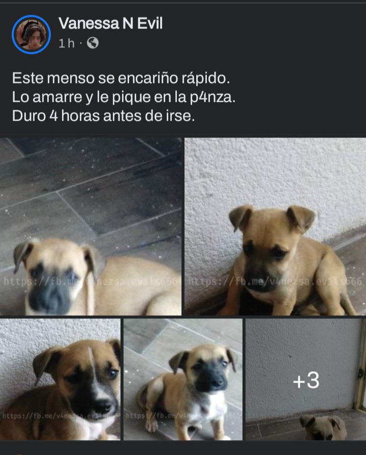 Castigo contra la persona que le arrebató la vida a #JusticiaParaHuellitas 
Por eso las ASOCIACIONES responsables somos tan estrictos al dar en adopción.
La sociedad no ve la importancia de los filtros y de la protección de nuestros animales y albergue hasta que pasan estas cosas