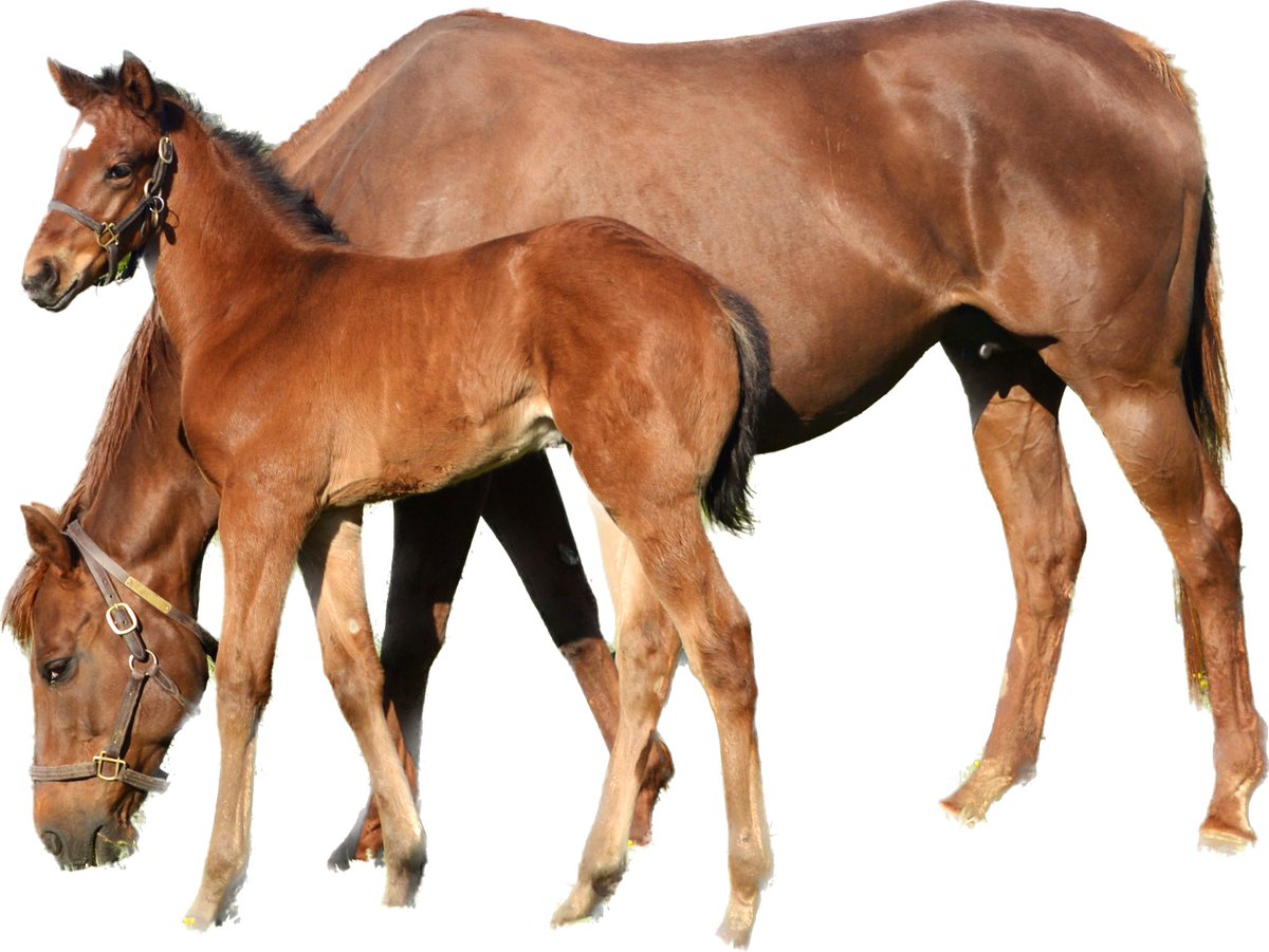 TomRyanKY's tweet photo. Quality Road filly out of forestry mare True Style.
Grateful to have eleven SF mares back in foal to Quality Road due 2024. #AtlasFarm https://t.co/xsnfumP4qP