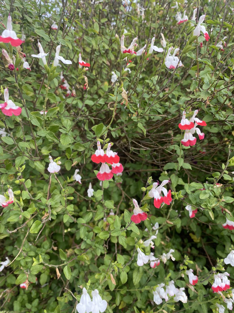 debsashfield's tweet photo. june things https://t.co/O6Sff8uqDF