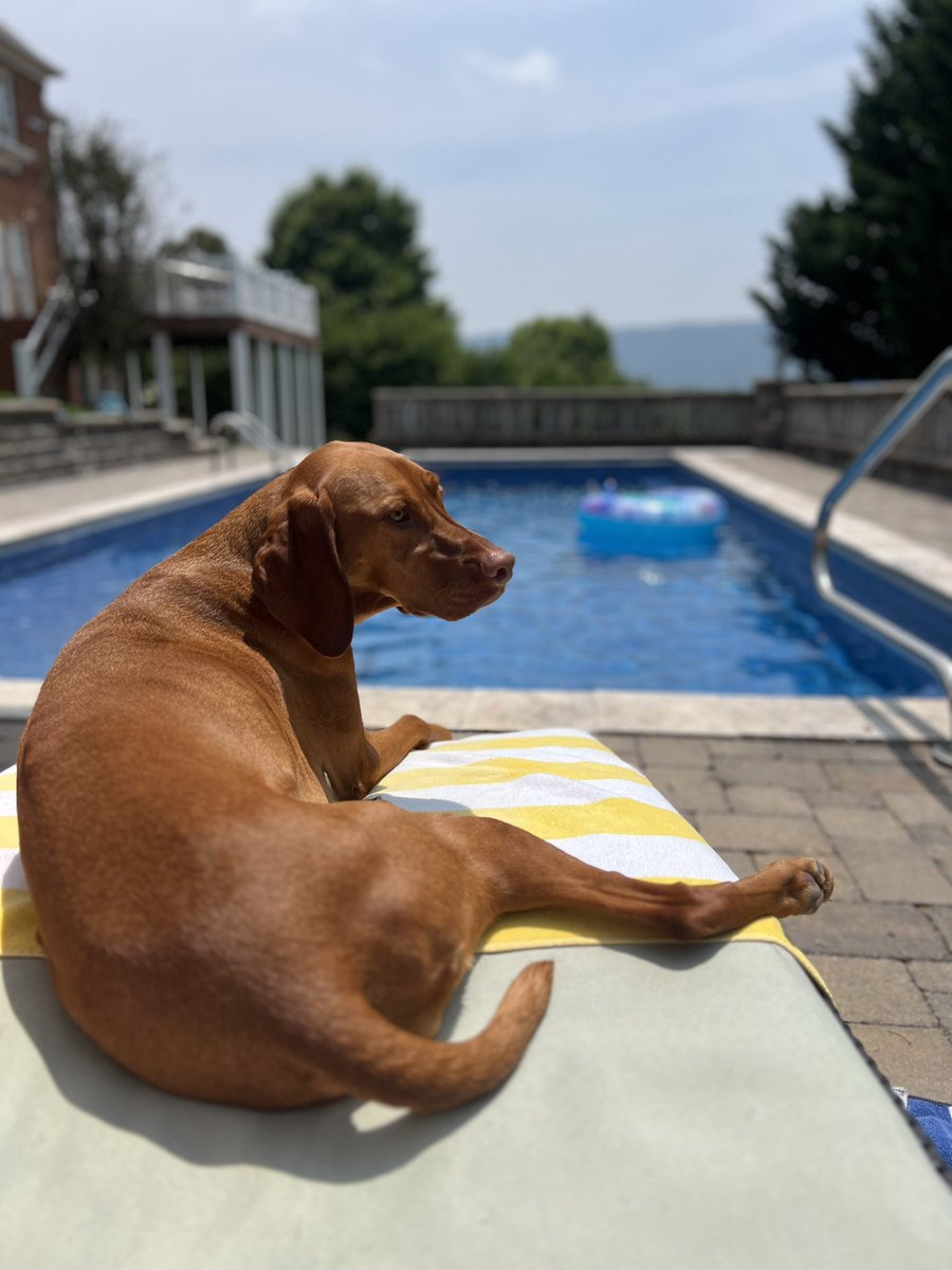 Happy Sunday! ☀️ 🏊‍♀️ ☀️ #vizsla #sundayvibes