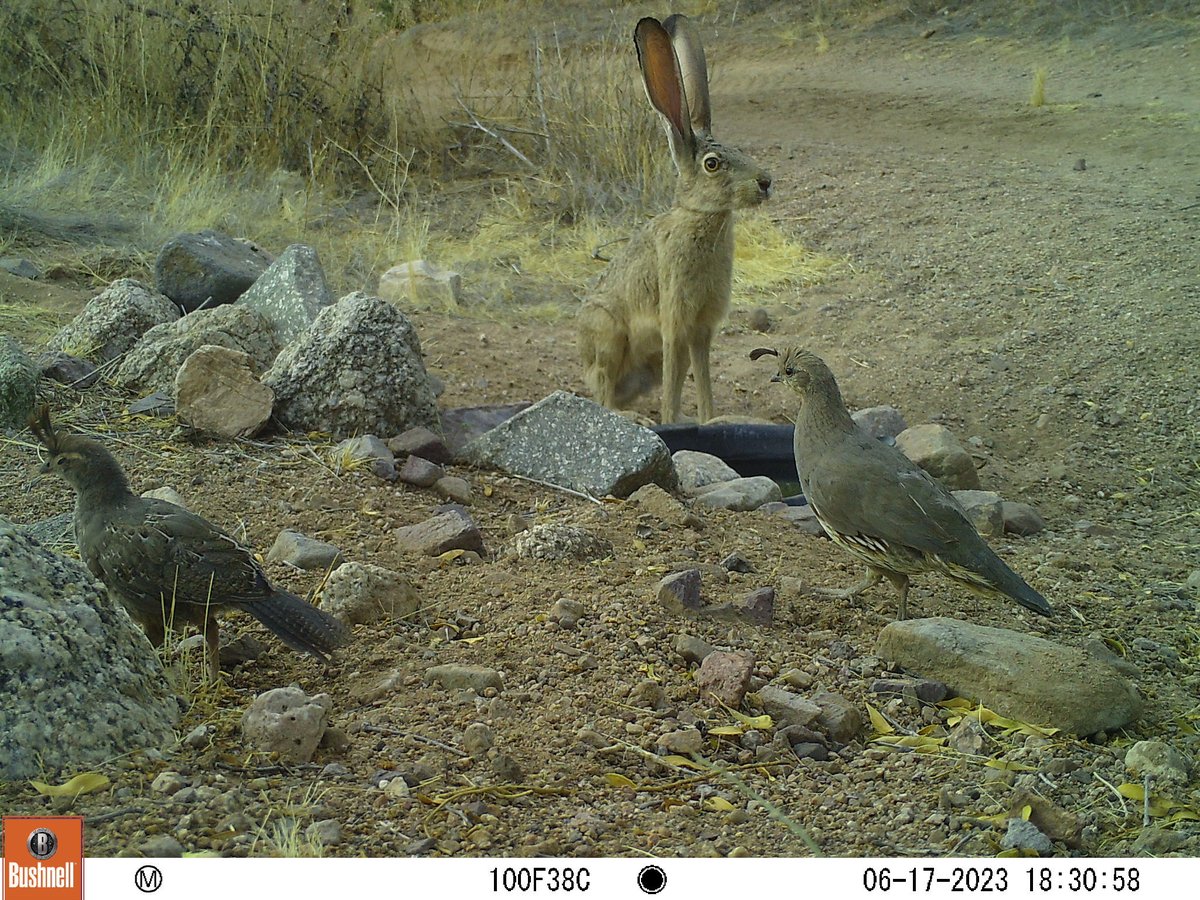 This is a #cameratrap SCORE! Multi-species fun: black-tailed jackrabbit, mama Gambel's quail and baby, mourning dove! Boom. Second photo is all about the EARS!