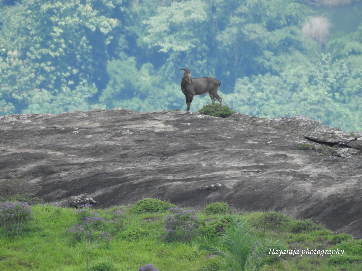 Nilgiri Tahrs in Kanniyakumari Wildlife Sanctuary. 
<a href="/tnforestdept/">Tamil Nadu Forest Department</a> <a href="/collectorkki/">District Collector, Kanniyakumari</a> @sridharpn