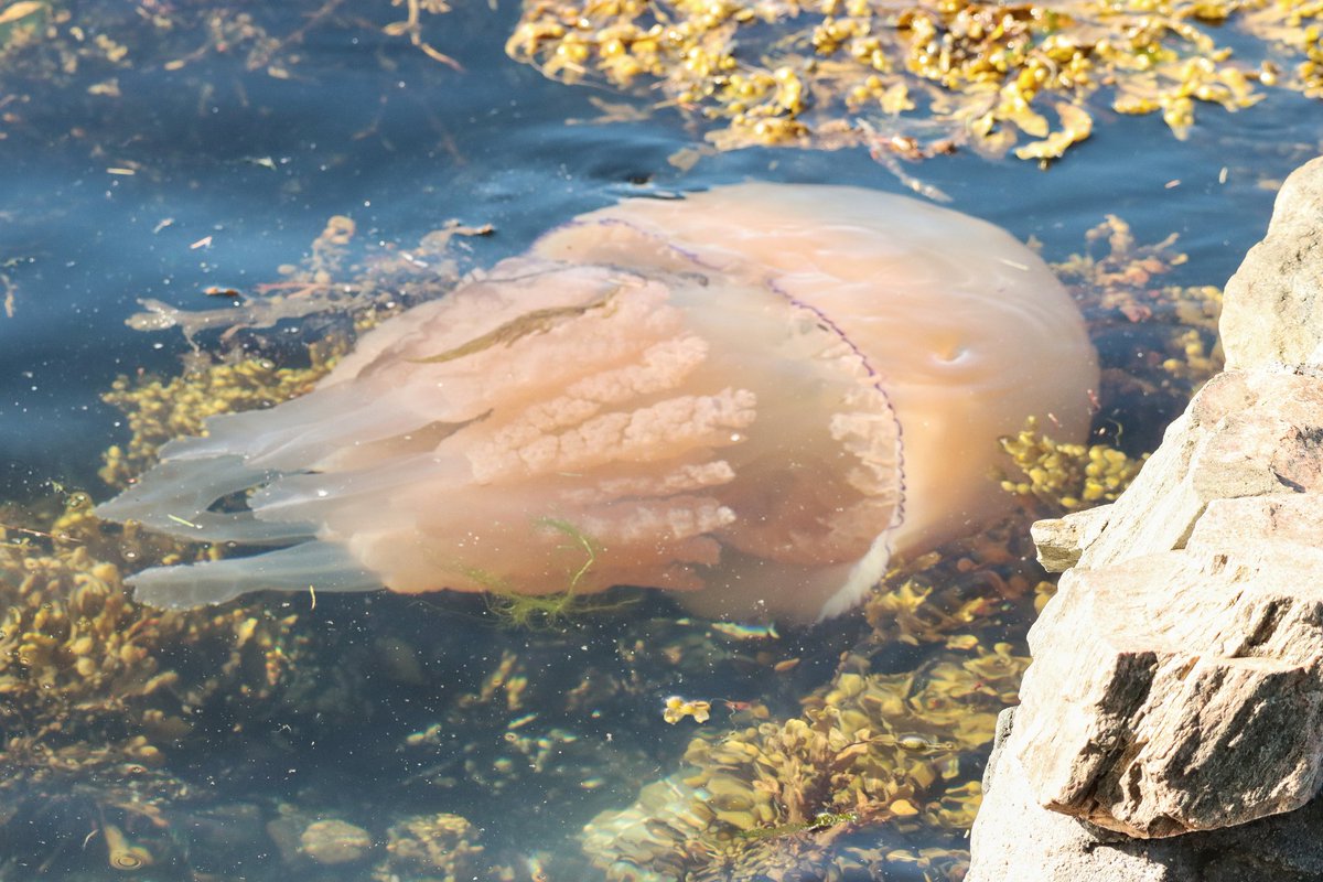 Just back from a week at Loch Duich in the Highlands where we saw this huge Barrel Jellyfish, no brain, no blood, no heart....what an amazing creature!! #naturephotography #scottishhighlands #twitternaturecommunity #lochduich #barreljellyfish