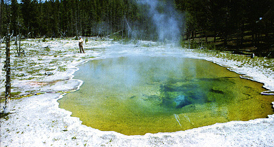 Day 10 of great papers in biology. The story of PCR. 

"Primer-directed enzymatic amplification of DNA with a thermostable DNA polymerase," by Saiki R.K. et al.

***
In 1969, Brock &amp; Freeze discovered a bacterium, Thermus aquaticus, in two separate thermal springs: One in