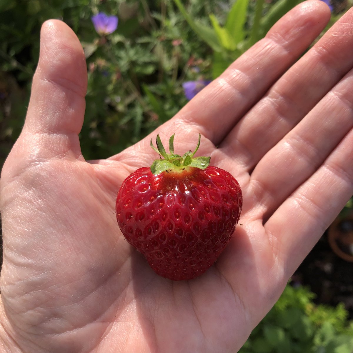 WildGloweth's tweet photo. Beat the blackbirds to this one! 🍓 #growyourown #gardening #wildlife https://t.co/aJcApekFOb