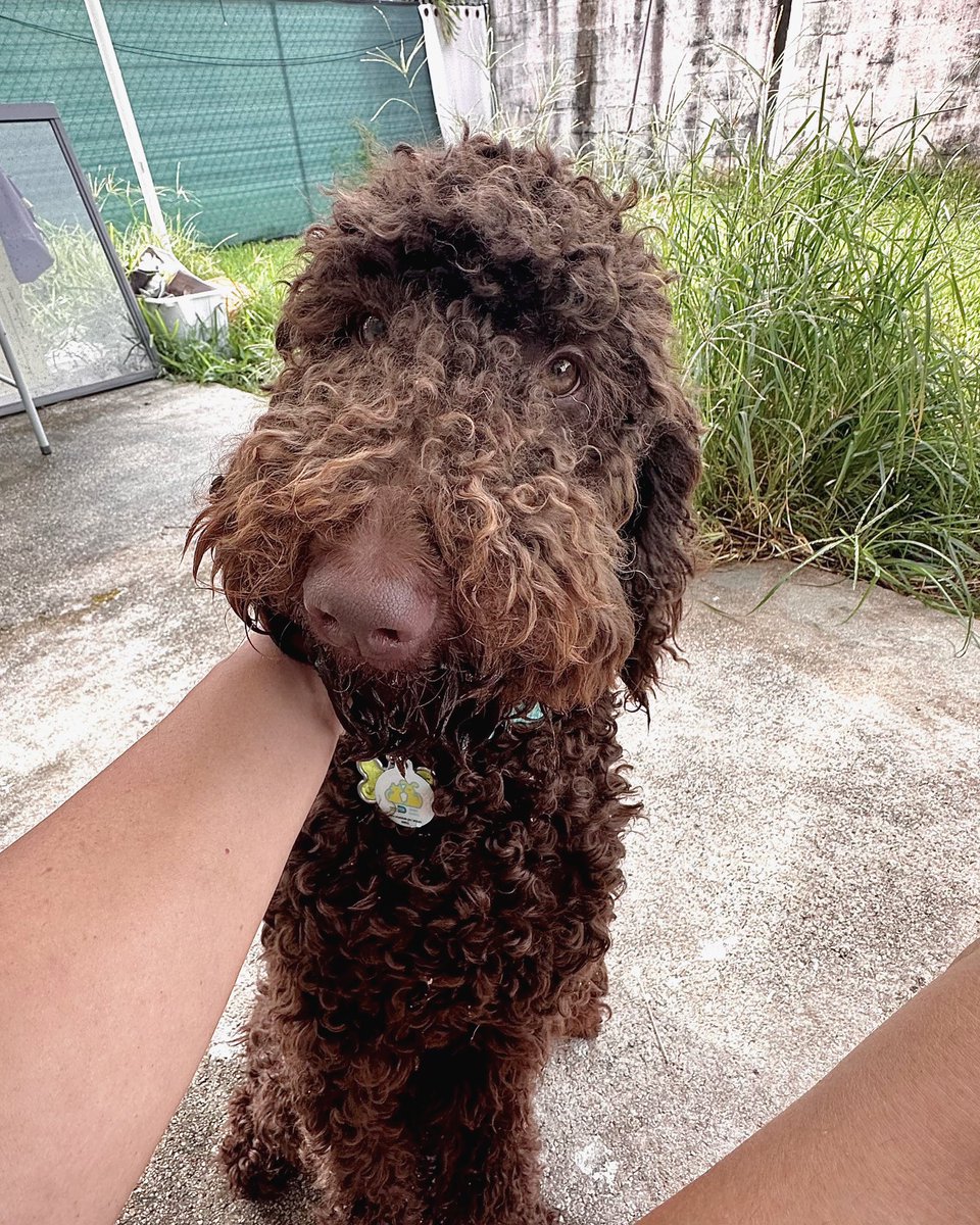 Meet Squishy 🐾

#DogsAreCool #DogsofTwitter #DogLover #iLoveDogs #Dogs #doggo #AdoptDontShop #dog #dogBoarding #dogDaycare #dogsitter