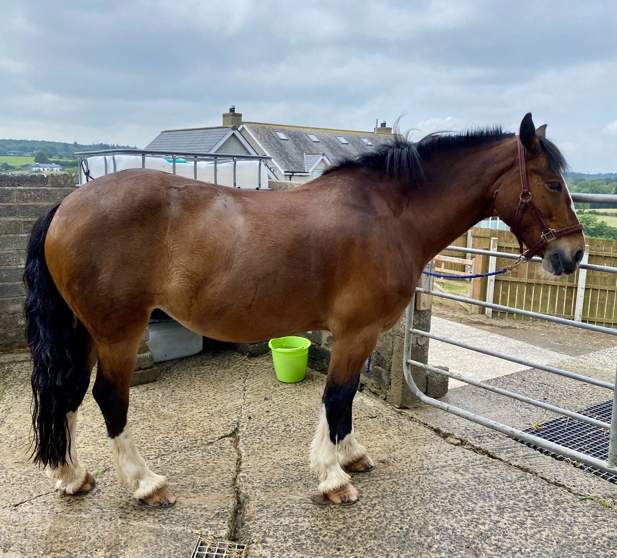 carol199's tweet photo. Tail washing day 🧽 🧼 🚿 #Roxy #GoodPony #WeeFatCob #HorsesOfTwitter https://t.co/t2x1tV3Gib