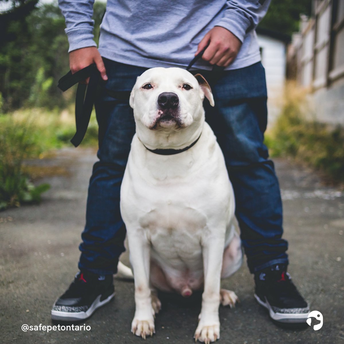 SafePetOntario's tweet photo. DADS! They come in all shapes and sizes. Some are related by blood, others we find by a twist of fate. We are grateful to all the dads out there who give love, compassion, and understanding to those they care for. 

HAPPY FATHER'S DAY! Honour your dad at:

https://t.co/hHGTuSy8tK https://t.co/YC2ACm7J9V