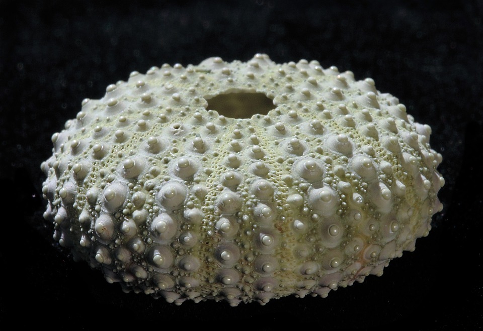 sweetstickyrain's tweet photo. National Sea Shell Day
https://t.co/NbQAQwM8he
#NationalSeaShellDay
#SeaShellDay
#SeaShell
#Shell https://t.co/SjGZBVPnxX
