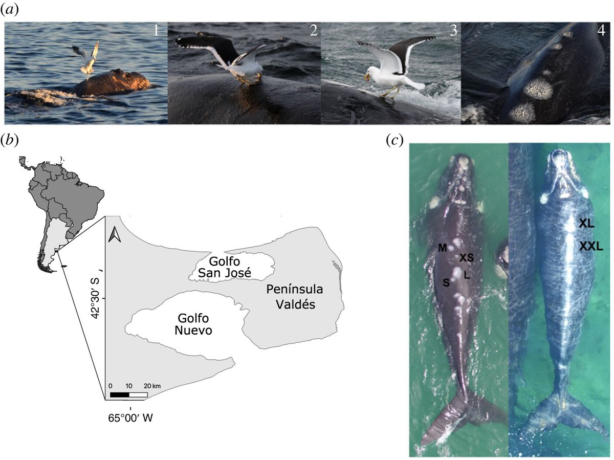 RSocPublishing's tweet image. New in #BiologyLetters - Effect of kelp #gull harassment on southern right whale calf survival: a long-term capture-recapture analysis ow.ly/GJi650OI7s3 #populationdynamics #EubalaenaAustralis