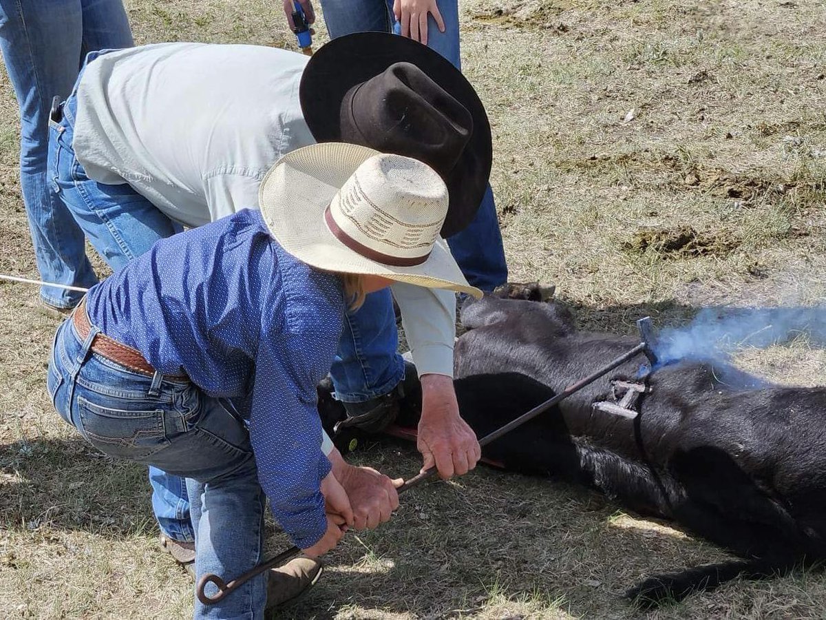 Mona Howe tweet media