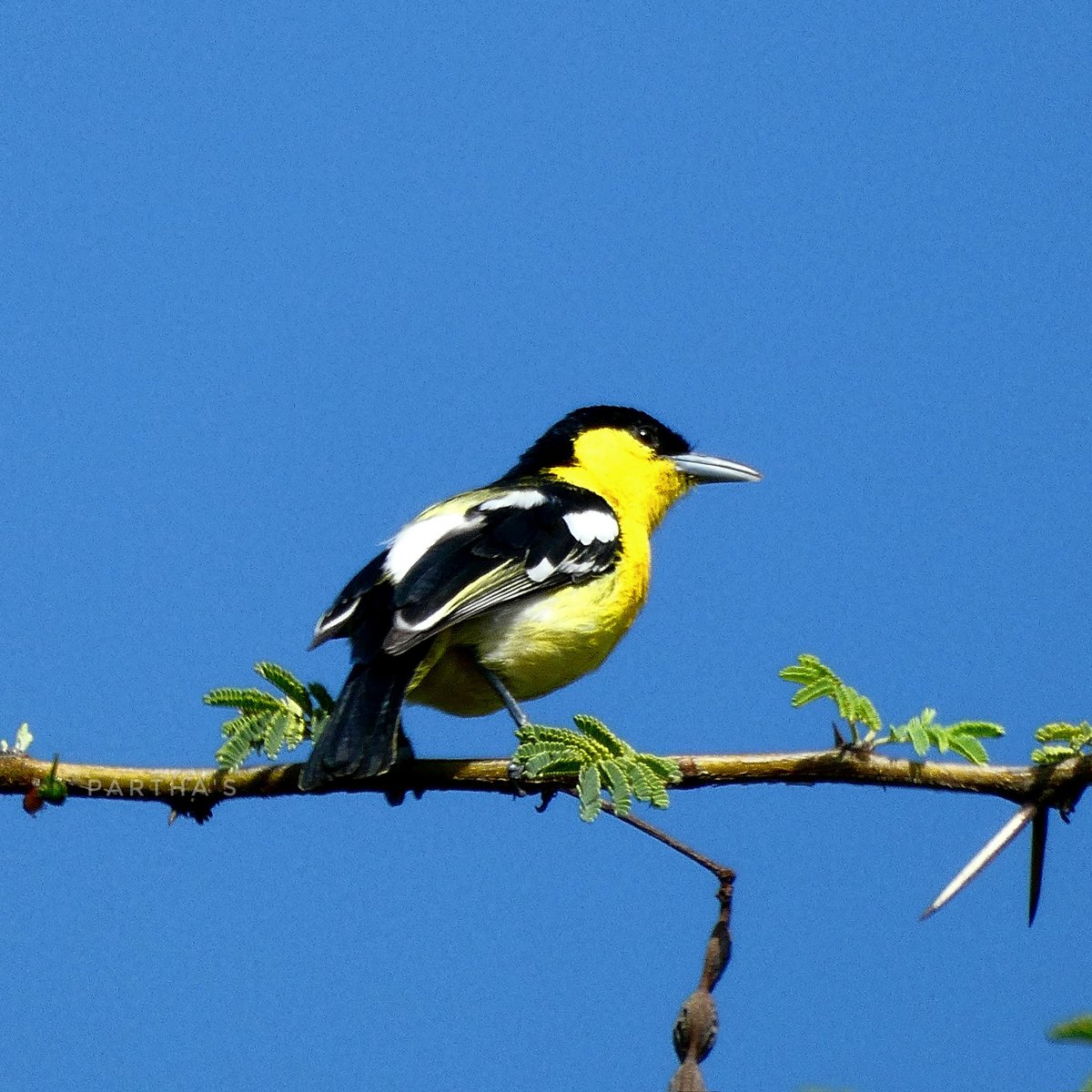 How i saw it - Common Iora.
@IndiAves @lumix_india #VIBGYORinNature @Britnatureguide @NatGeoIndia @natgeowild #BirdsOfTwitter #BirdsSeenIn2023 #TwitterNatureCommunity #ThePhotoHour #BBCWildlifePOTD #NaturePhotographyDay #NaturePhotograhpy