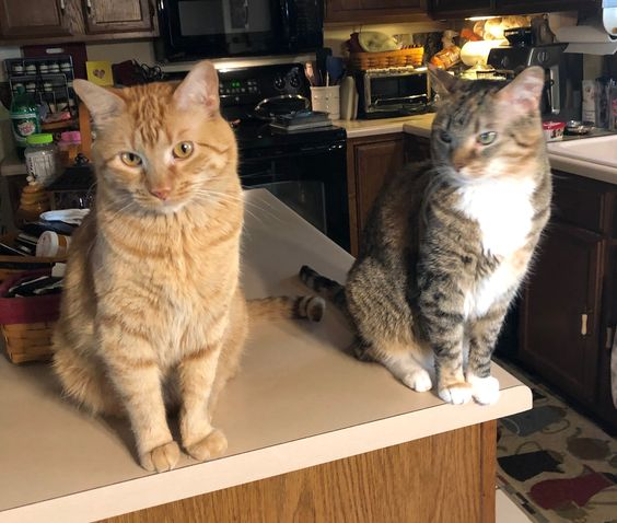 🐱 tweet media