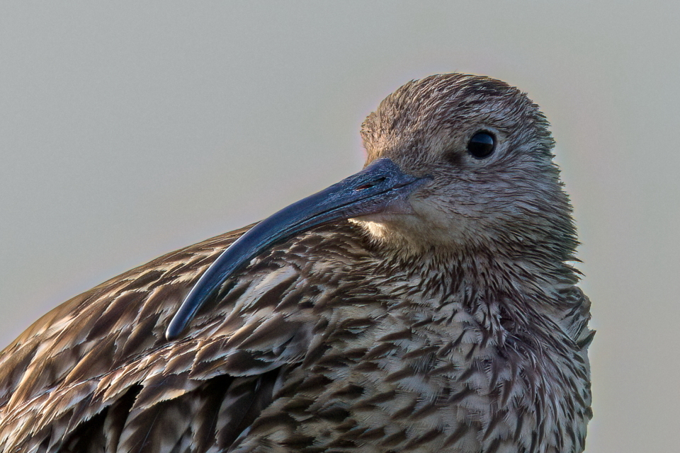 Curlew @Natures_Voice @BBCSpringwatch @BBCEarth @WildlifeTrusts @wildlife_uk @britishbirds @BirdGuides @CanonUKandIE @_BTO @AMAZINGNATURE #TwitterNatureCommunity @natureslover_s @BirdWatchingMag #BBCWildlifePOTD #EOSR7