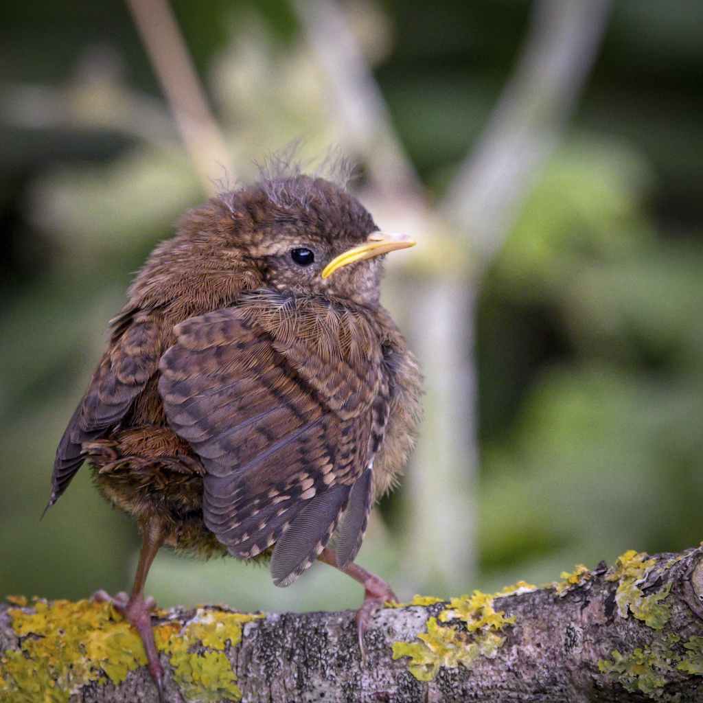 As we edge towards summer, now is the time to spot young birds who have recently fledged, like this juvenile Wren!

Did you see any this weekend? Share them below & let’s celebrate the new life that is all around us.  👇 

📷 Verity Hill